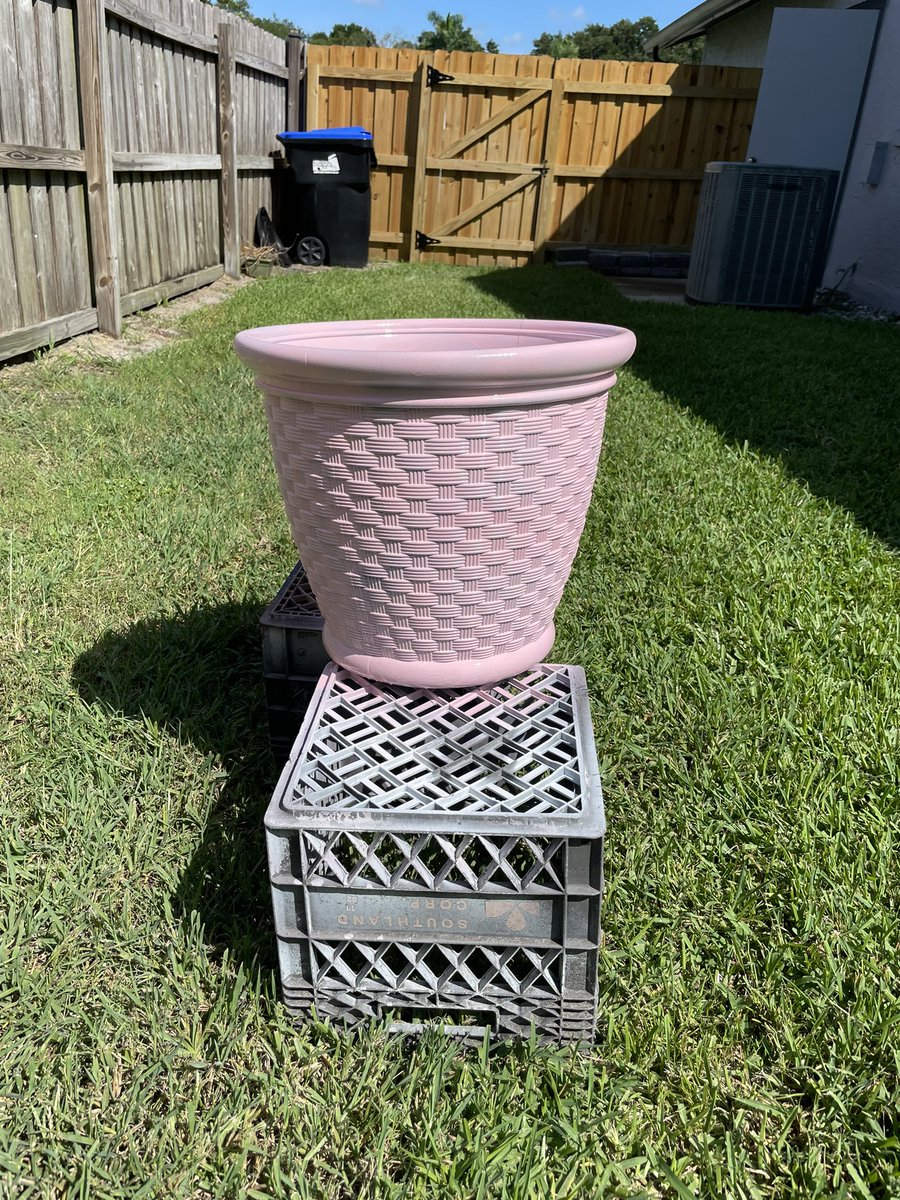 yeanyean's tweet photo. People take pictures of their kids over a long holiday weekend. I take pictures of my plant babies’ glow-up project I completed over the weekend.🤷🏻‍♀️💖 https://t.co/0r0bPD8ayU