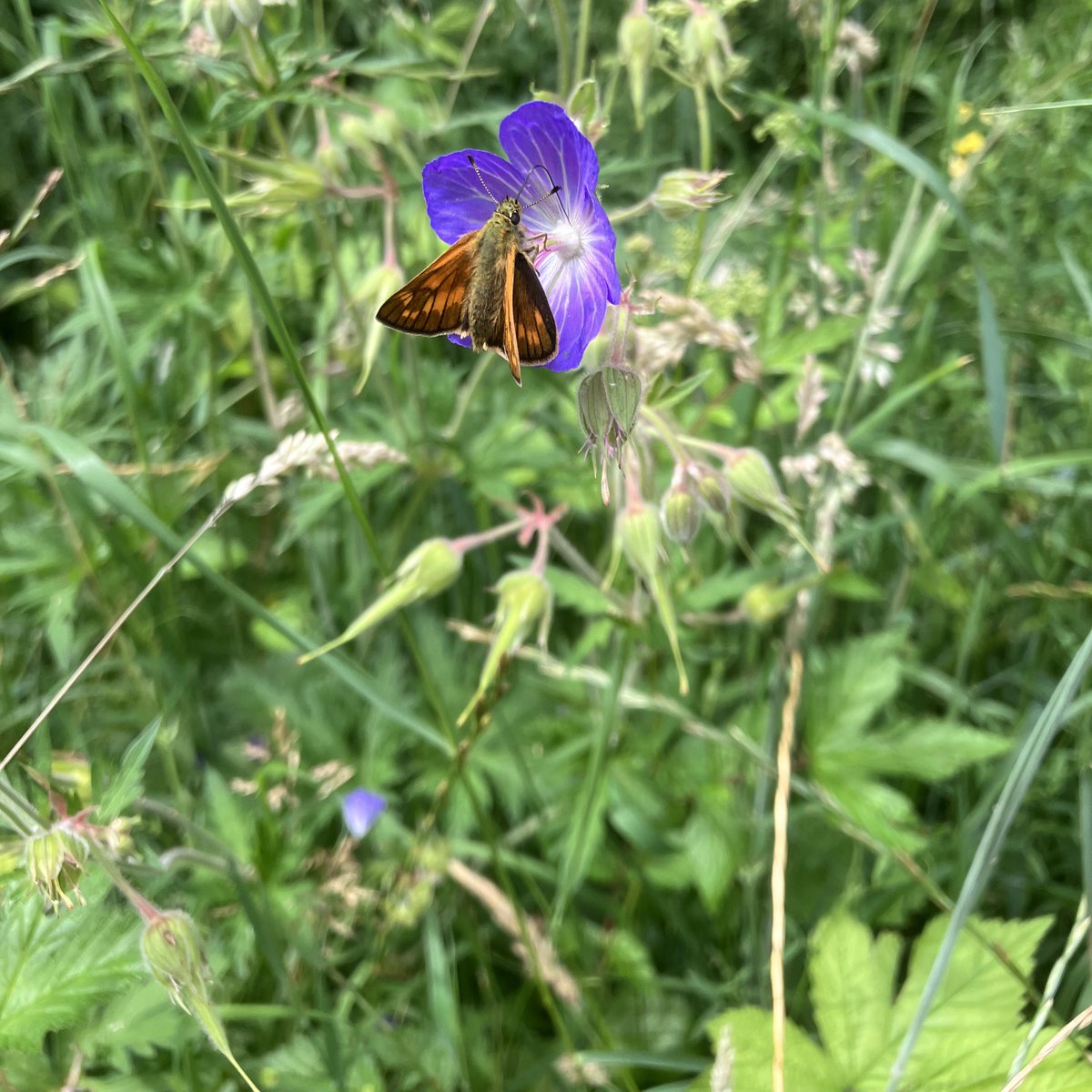 Large skipper on Meadow cranesbill at Maulden wood #Bedfordshire this afternoon @BedsNthantsBC #naturematters #summer