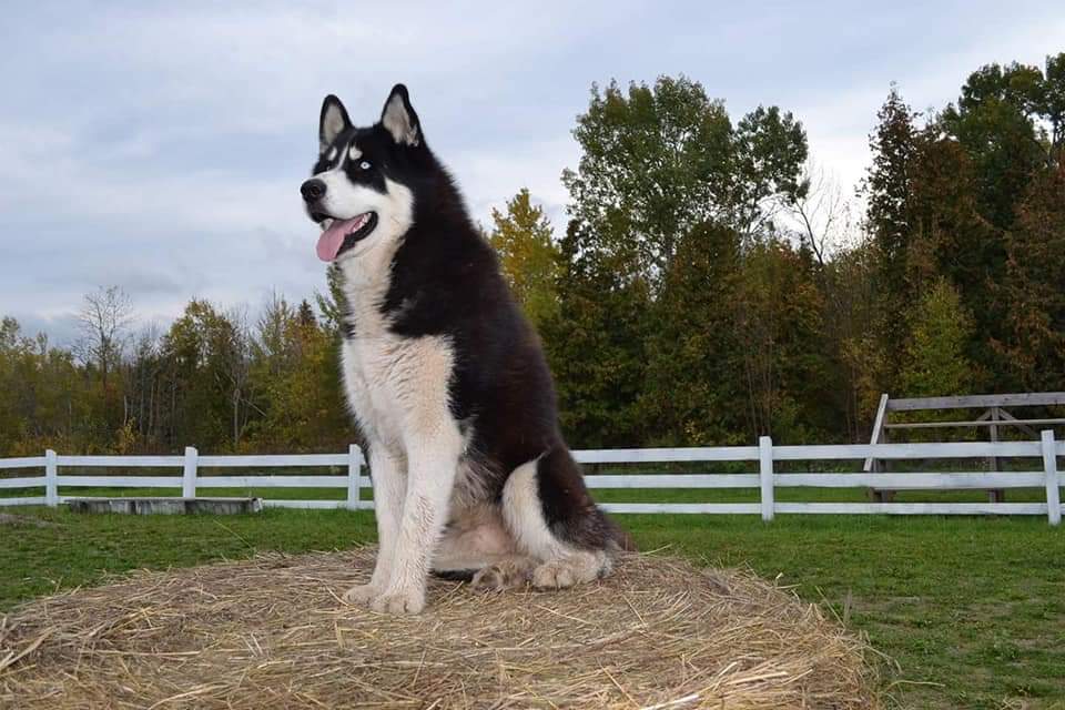 He was so loved. Now, he runs happily in doggie heaven. Gizaagin Giizhik.