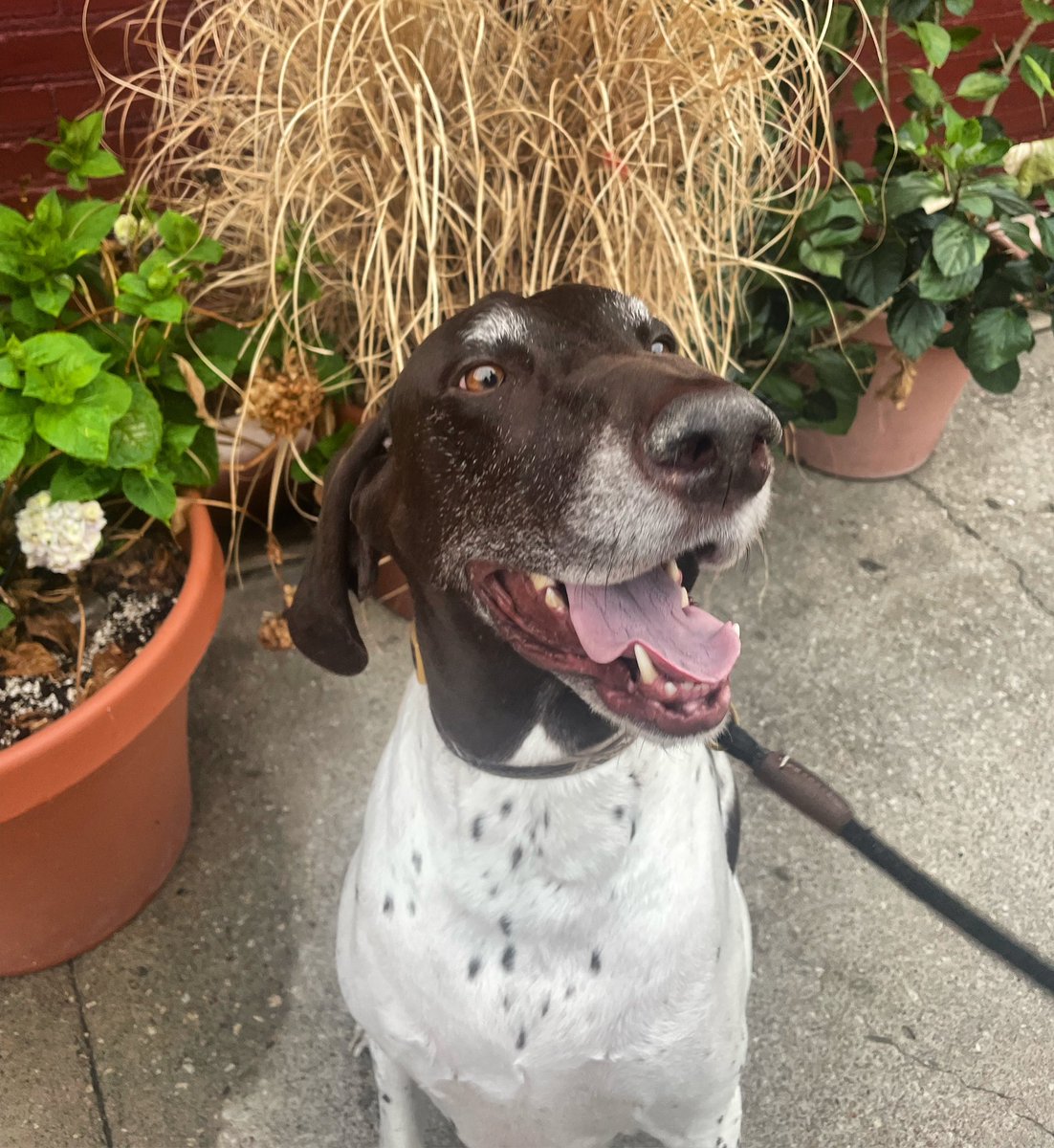 It’s pups on the patio day!🐾 we have $1 wells all day AND night! Come join us starting at 1pm🍻 open till 2 a.m.