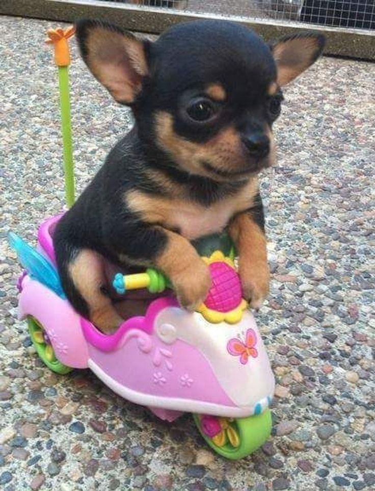 hebertosinlao's tweet photo. Has gastado una visualización de tuits con este perrito en moto, ¿te arrepientes? https://t.co/ZHIAiSvhGT