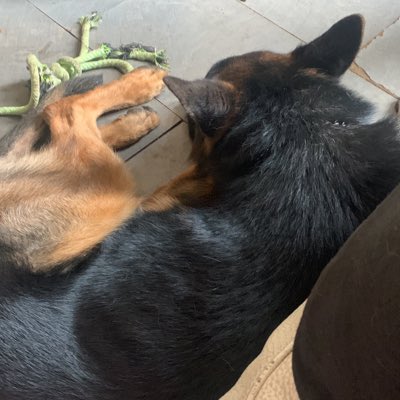 _CCW_Tigchelaar's tweet photo. #nieuweprofielfoto https://t.co/3o7JSG61ut