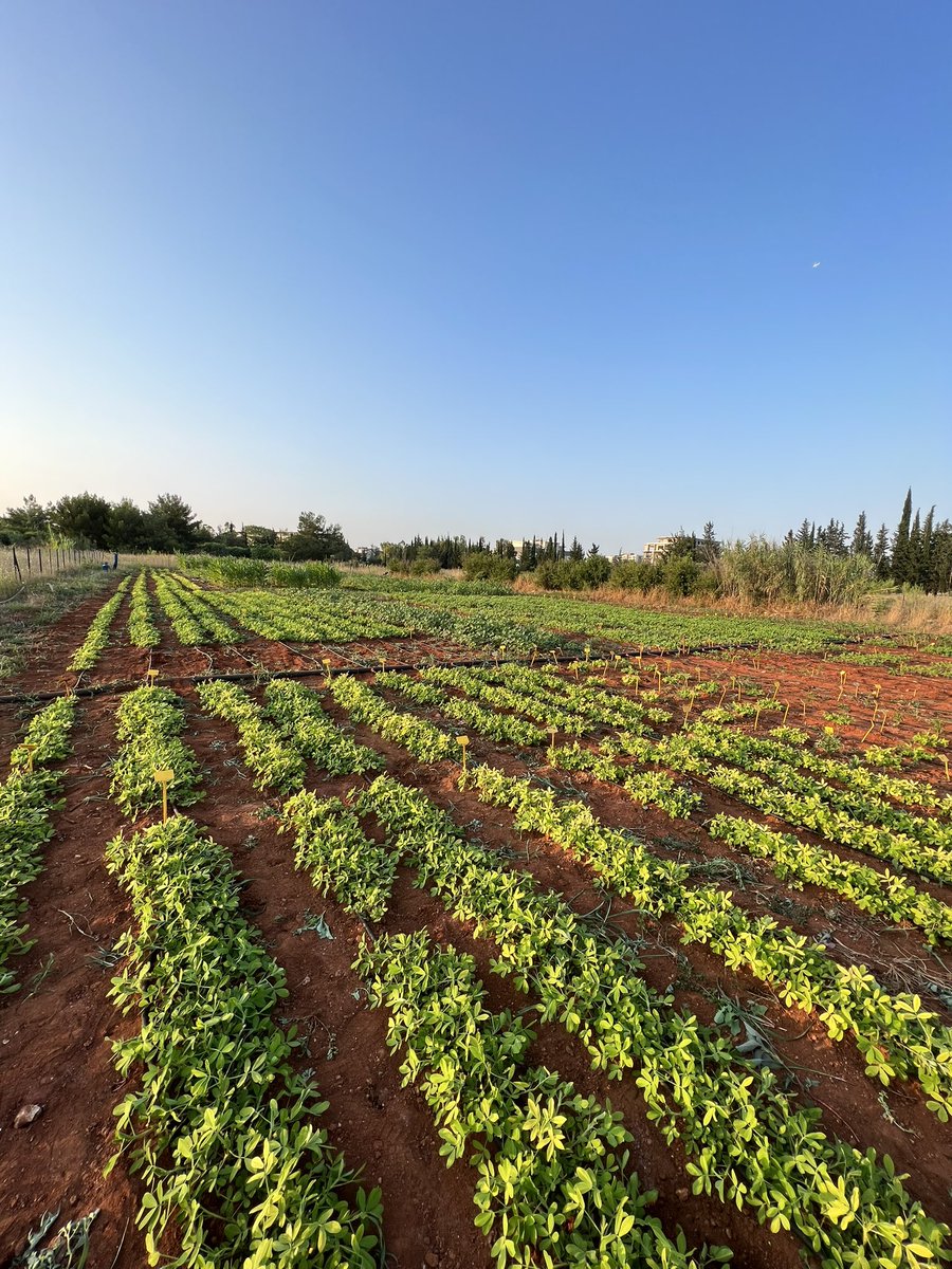 ENGN_YL's tweet photo. Yield trail for #peanut is  ongoing in Mediterranean area #plantbreeding #groundnut #crop #yieldtrail #plantgenomics #farming #fao https://t.co/rxo1le9odv