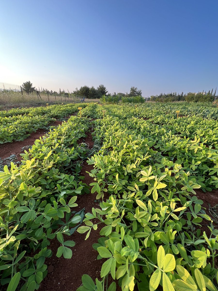 ENGN_YL's tweet photo. Yield trail for #peanut is  ongoing in Mediterranean area #plantbreeding #groundnut #crop #yieldtrail #plantgenomics #farming #fao https://t.co/rxo1le9odv