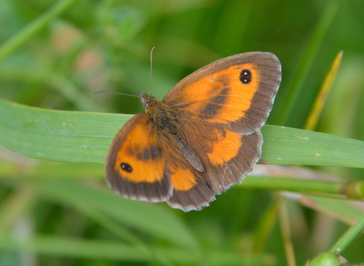 Finding butterflies in unrecorded Oxon target squares @UpperThamesBC this w/end. Highs - 12 Commas along one field hedgerow; Painted Ladies; and emerging Gatekeepers. More butterflies in sheltered spots out of breezy wind. @savebutterflies Can you help fill our map?