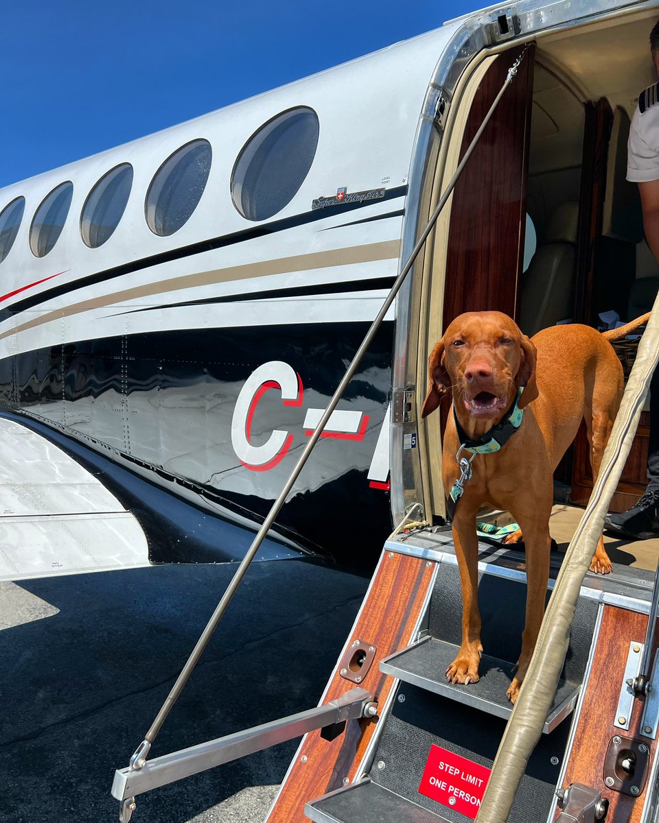 flyprivatesky's tweet photo. 🐾 Dogs fly too with Private Sky! 🛩️ This pup enjoyed the sandy beaches of Tofino while the family surfed the waves and enjoyed this beach towns laid back vibes 🌊 #PrivateSky #DogsofInstagram #DogLovers #BeachBum #SurfingDogs #TofinoAdventures #FamilyFun #privatejet https://t.co/S04GHGwYxH