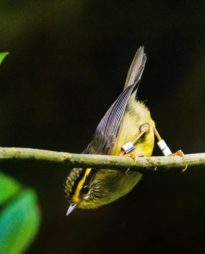 AkshayBirdwatch's tweet image. 🚨 #ATBC2023 🚨
I will be presenting our work on the abiotic niche predictors of species and body mass declines in #Himalayan birds at ~1130am on 4th June (Parallel session 9).

Do attend if you&apos;re interested in species decline prediction(?), #nichemodelling or #tropical #birds!