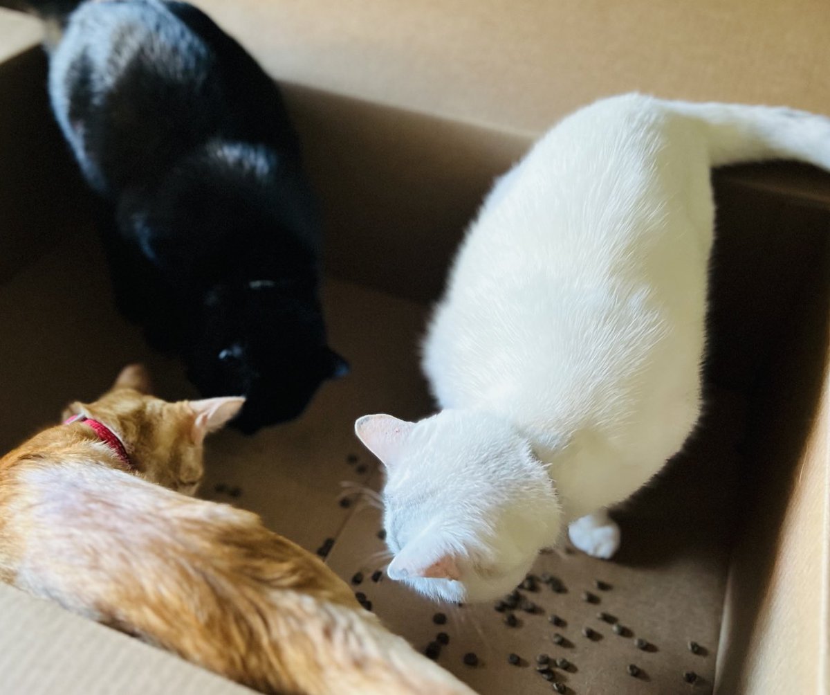 TracyFleck4's tweet photo. #catboxsunday happy cardboard day #CatsinBoxes https://t.co/wTpYyZsYAe