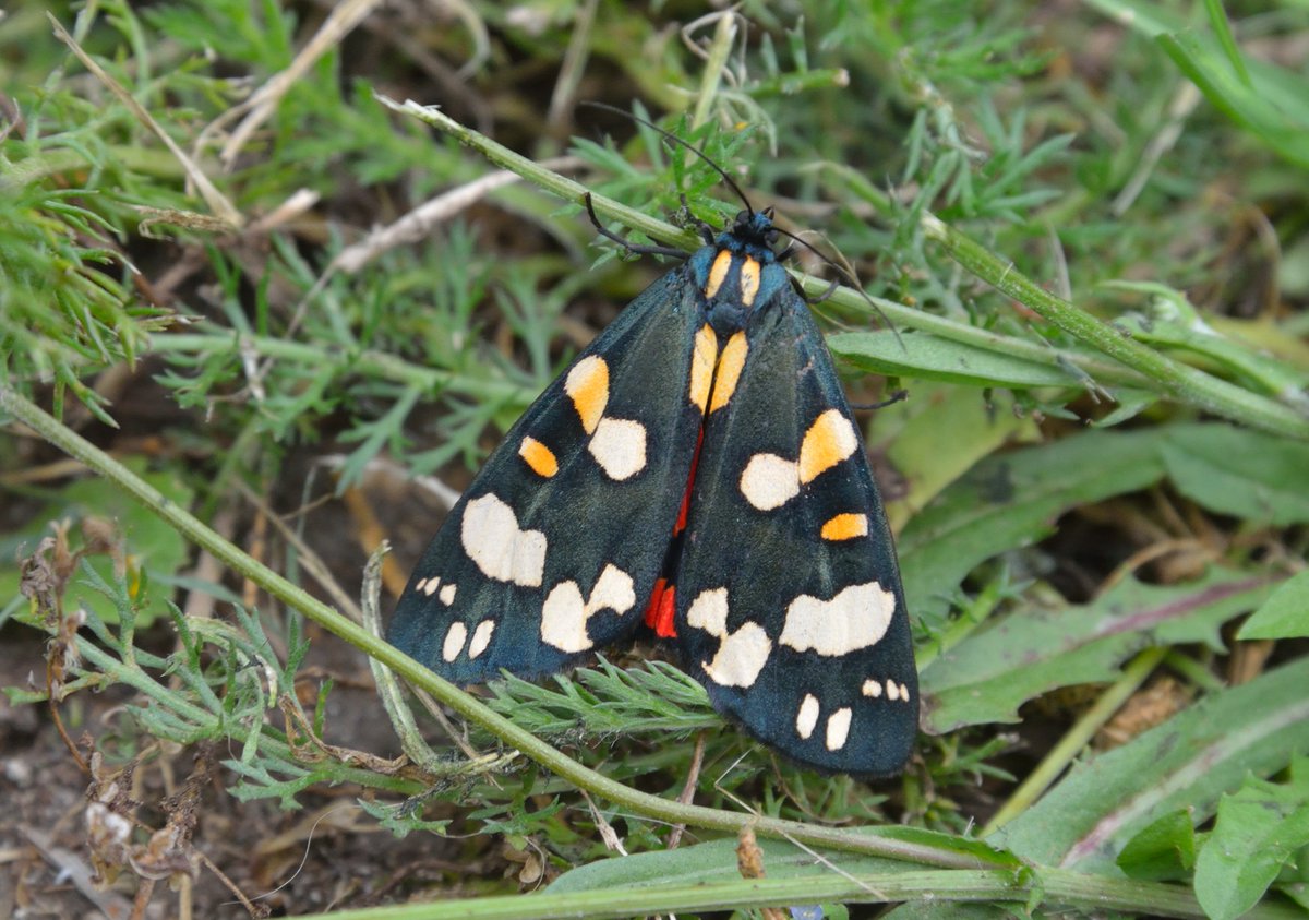 Scarlet Tiger moths are flying in Marcham, Oxon @UpperThamesBC - look out for a scarlet, black and yellow-orange flash as they dance through the air. Spectacular! @savebutterflies