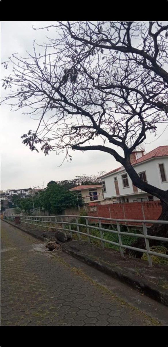 marcelojaviermb's tweet photo. ¡Urgente! @aquilesalvarez @alcaldiagye @vigilancia_mgye @Ambiente_Ec necesitamos el apoyo técnico para retirar este árbol que está a punto de caer al otro lado del canal y dañar viviendas. Puede dañar la vía dejando incomunicados a los residentes de Cumbres Bajas de los Ceibos https://t.co/d3xrm3h25v