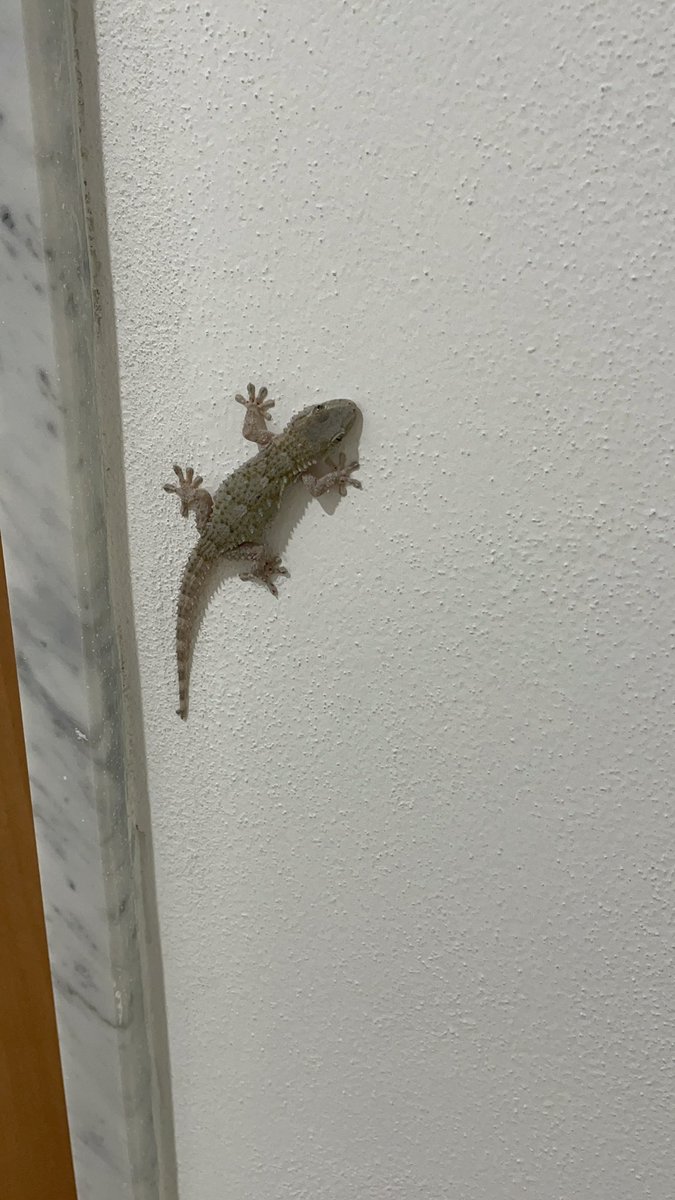 Armando De Crinito tweet media