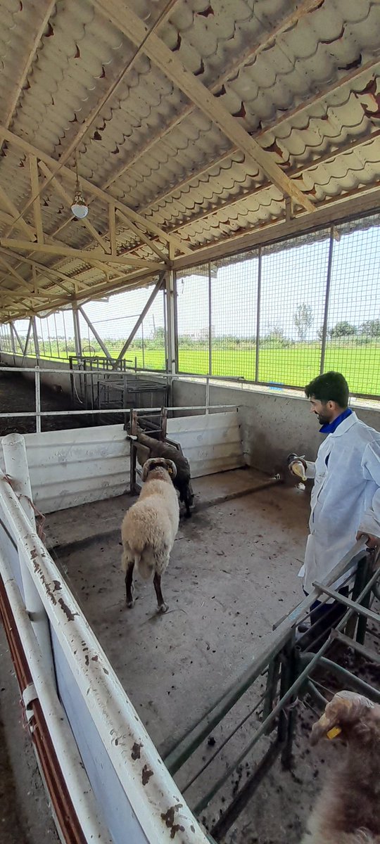 Today is the start of my new project titled the investigation of natural antioxidants on ram semen diluent.Twice a week, I train the rams to jump and collect sperm from them with an artificial vagina. I thank Dr. Hamid Deldar for trusting me and entrusting me with this project.