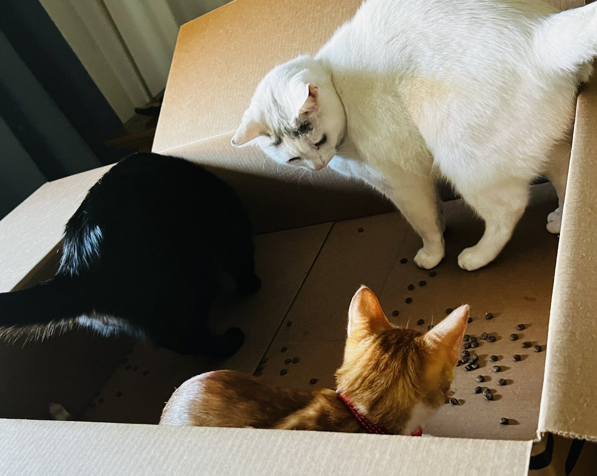 TracyFleck4's tweet photo. Happy #CatBoxSunday https://t.co/qjbhdXeQvi