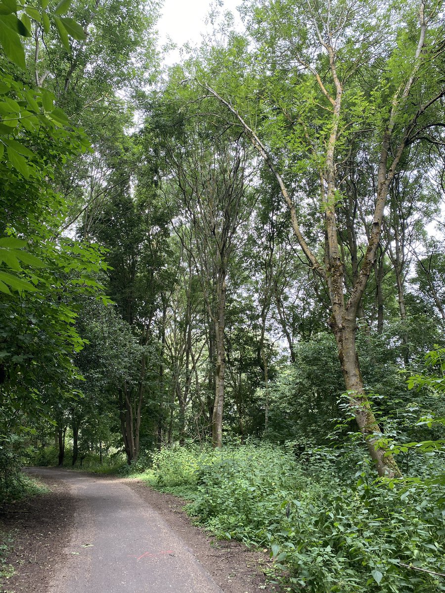 End of the second week of my training for my first half marathon. Prioritising moving my body was one of my goals for my PhD - not all PhD goals have to be academic. Today I found the most beautiful little running path through a nature park in Oxford.