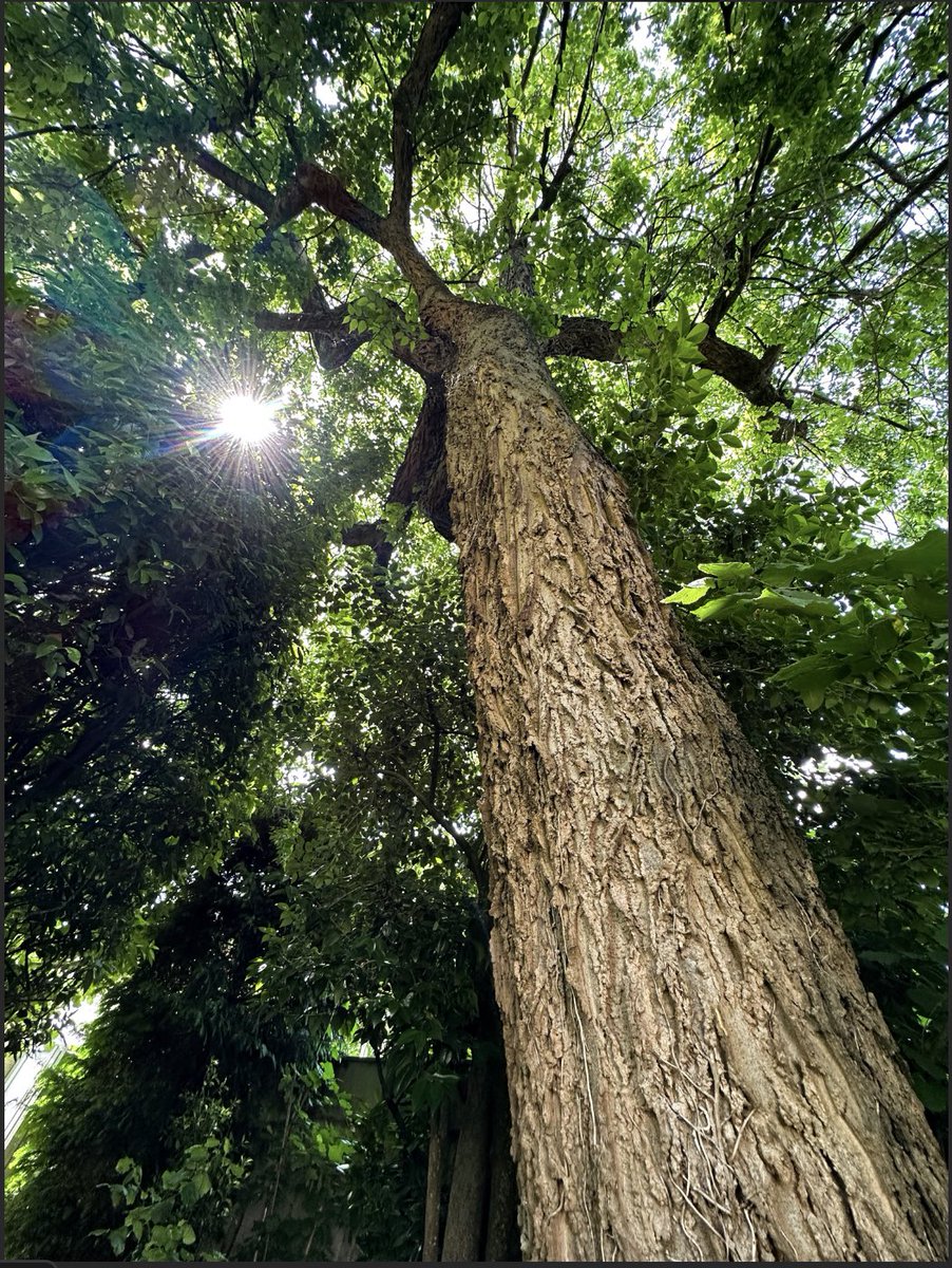 Breathe…🎶
🌳☀️

#TaylorSwift #photograghy #photooftheday #nature #tree #TwitterNaturePhotography #sundayvibes #NaturePhotography