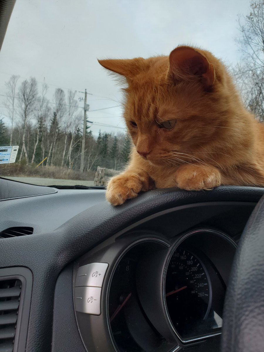 When your cat wants to go for a drive...you take your cat for a drive (; 

#Love #Light &amp; #BrightestBlessings