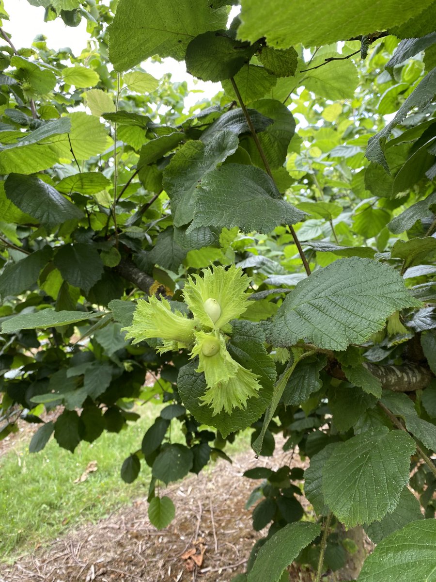 JoannaBlythman's tweet photo. Filberts and Kentish #cobnuts ⁦@VisitBrogdale⁩ https://t.co/G6He0m118u