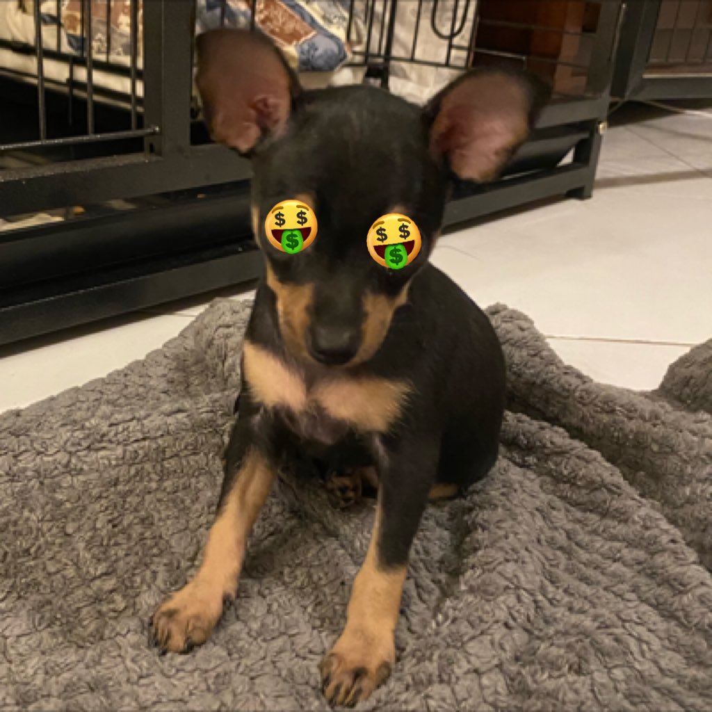 The Hopium Hound tweet media