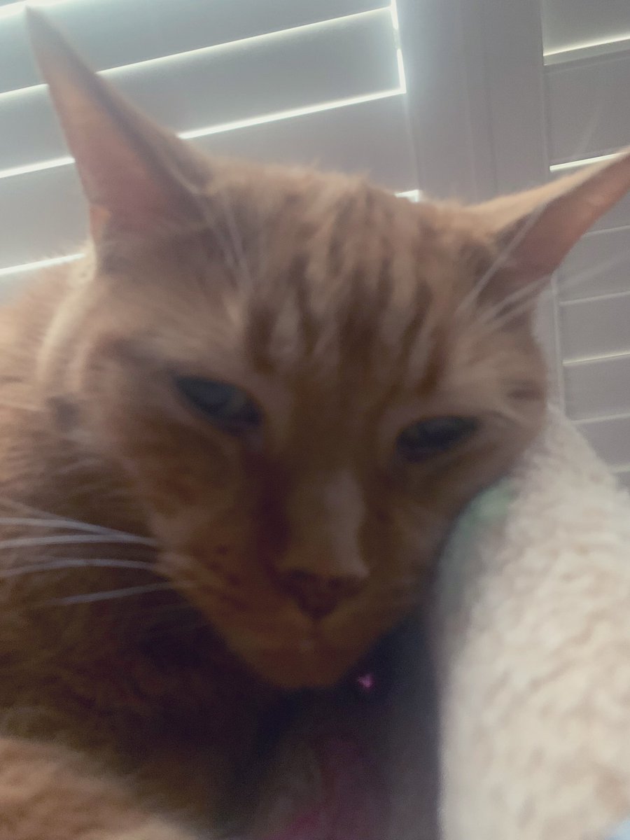 MsB0759's tweet photo. Snoozin’ on a gloomy &amp; hazy Canadian Sunday afternoon🐯🍊🧡🇨🇦💤 #CatsOfTwitter #CatsOnTwitter @OdieOrville #CatBoxSunday #CanadaDayWeekend #SnoozingSunday https://t.co/cpxR07Qla7