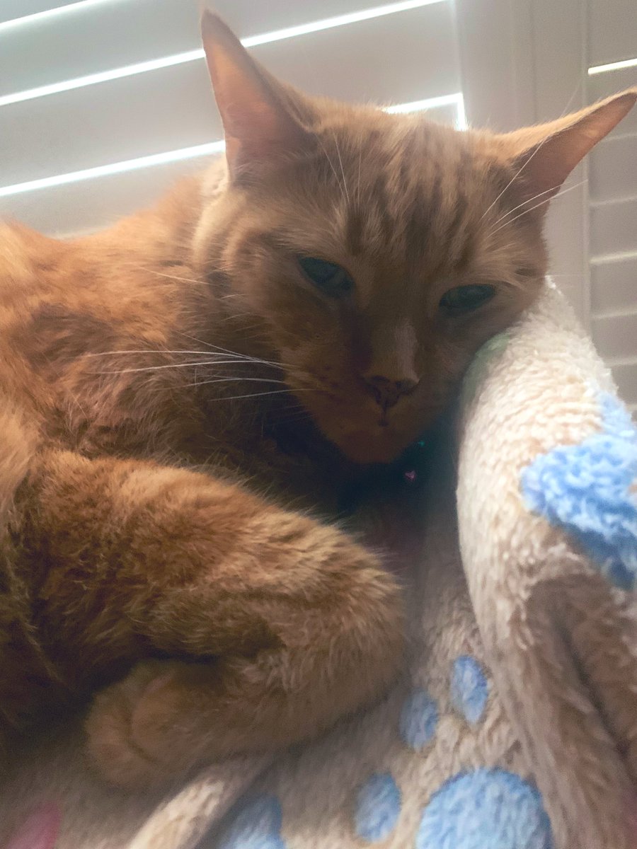 MsB0759's tweet photo. Snoozin’ on a gloomy &amp; hazy Canadian Sunday afternoon🐯🍊🧡🇨🇦💤 #CatsOfTwitter #CatsOnTwitter @OdieOrville #CatBoxSunday #CanadaDayWeekend #SnoozingSunday https://t.co/cpxR07Qla7