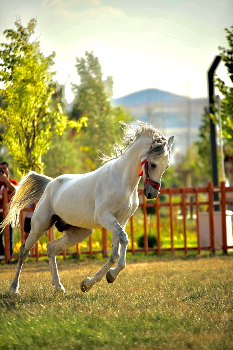 🏇At binme sporu kişinin hem kalp damar, hem kas gelişimini sağlar. Üstelik her yaştaki insanın rahatça başlayabileceği bir spordur.

🐎At binmenin sayısız faydasının yanında en önemli faydası ise hayatınızda sizi karşılıksız seven kocaman bir dost kazanırsınız.

#Sivas
#AtBinme