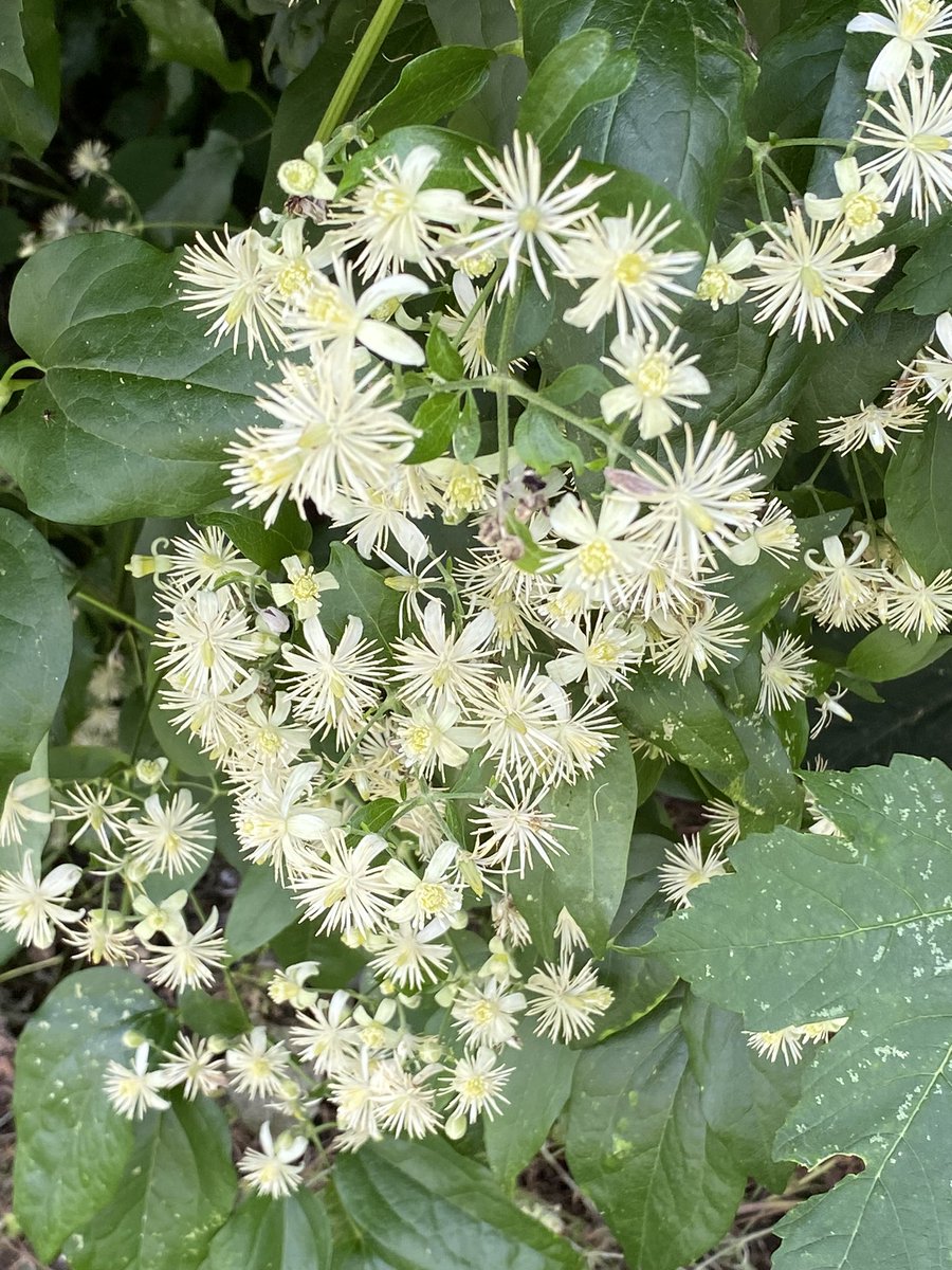 G27Marco's tweet photo. Sur mon chemin de #balade une #clematite odorante et foisonnante au léger parfum de #jasmin #fleur #plante #arbuste https://t.co/nVTkpCmFYd