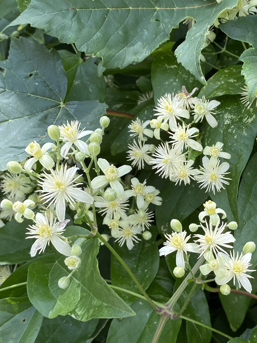G27Marco's tweet photo. Sur mon chemin de #balade une #clematite odorante et foisonnante au léger parfum de #jasmin #fleur #plante #arbuste https://t.co/nVTkpCmFYd