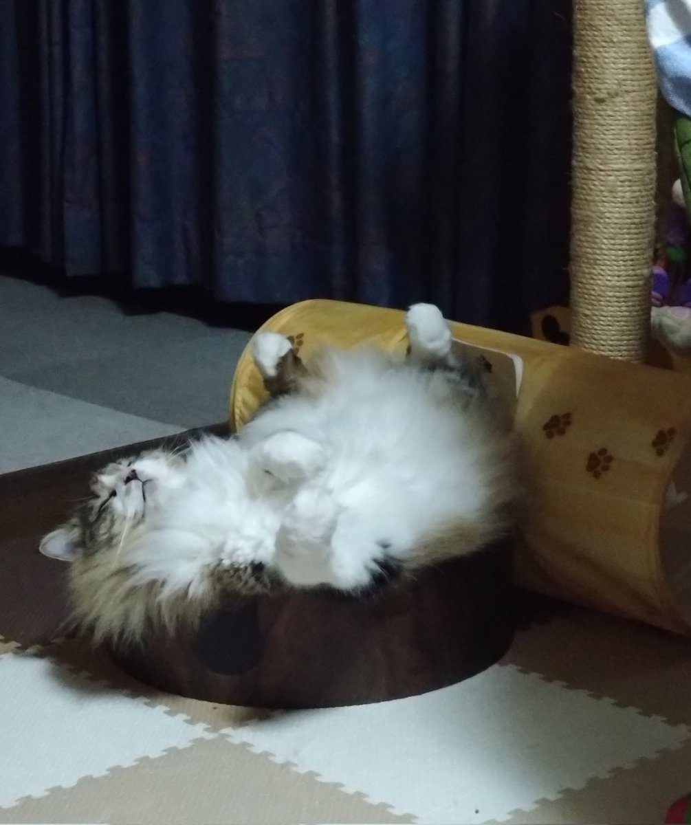 etty13898613's tweet photo. 何か…本当にごめん…💦
次はサイズ間違えないから〜
#猫のいる幸せ https://t.co/JQEHd7BCXw