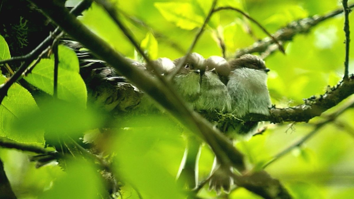 During a guided wildlife day earlier, we found this large group of Long-tailed tit chicks (Aegithalos caudatus). Counted over a dozen chicks (tails😂). Cooperative parenting means this group likely from 2 different parents. #birding #BirdsSeenIn2023 <a href="/KowaOptics/">Kowa Sporting Optics</a> <a href="/vikingoptical/">Viking Optical Ltd</a>