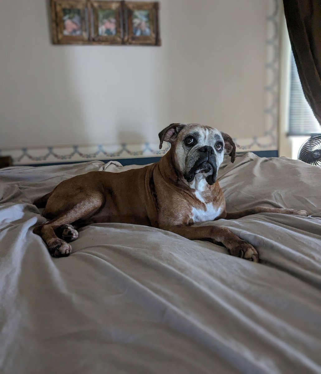 BellaBoosBros's tweet image. Waiting for my flight downstairs ✈️ Dad carries me up and down, but it feels like flying! #seniorpup #dogsoftwitter #FlyGuy