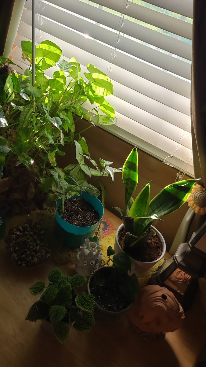 NotKatrena's tweet image. Look at me keeping plants alive!