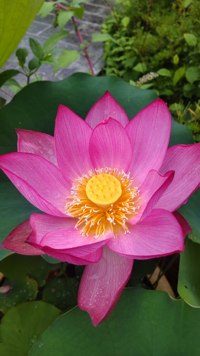 bodairushi's tweet photo. 蓮の花が清々しい香りを放っています。 https://t.co/7iOTTHegBD
