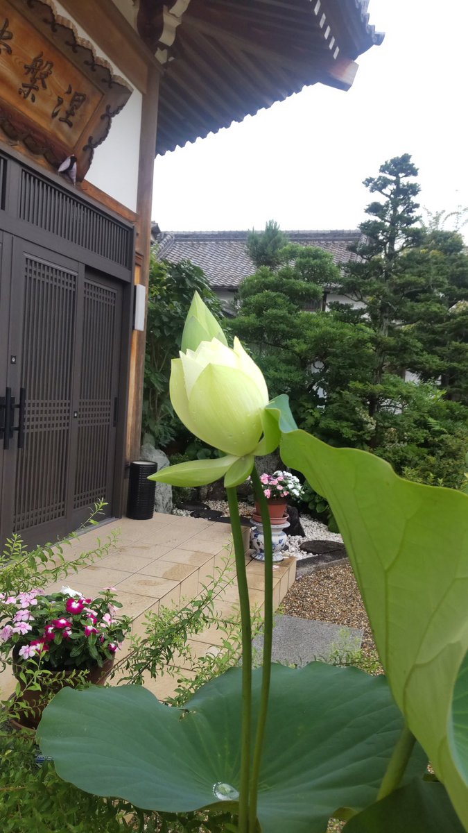bodairushi's tweet photo. 蓮の花が清々しい香りを放っています。 https://t.co/7iOTTHegBD