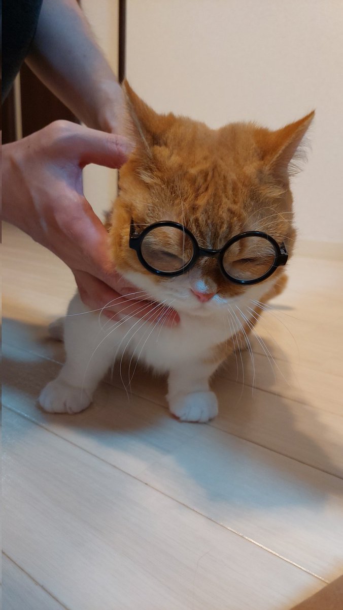 Kyomu_DIVE's tweet photo. うちの猫でも見て回復するか https://t.co/0QhXBHkgDm