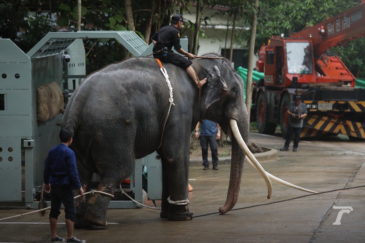 Thairath_News's tweet photo. ก้าวแรกบนแผ่นดินแม่

"พลายศักดิ์สุรินทร์" ถึงโรงพยาบาลช้าง ศูนย์อนุรักษ์ไทย จ.ลำปาง เจ้าหน้าที่ตรวจเช็กอาการเบื้องต้น และแยกกักกันโรค 30 วัน

ภาพ เอกลักษณ์ ไม่น้อย

#พลายศักดิ์สุรินทร์ #ช้างไทย #ไทยรัฐออนไลน์ https://t.co/GIE7Rm7IGj