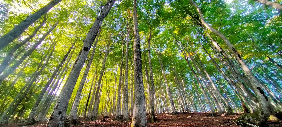 DaveyTree's tweet image. “It is not so much for its beauty that the forest makes a claim upon men’s hearts, as for that subtle something, that quality of air, that emanation from old trees, that so wonderfully changes and renews a weary spirit.”
― Robert Louis Stevenson
#quotes #treesaretheanswer