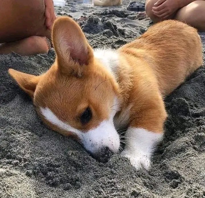 Corgi_lovers7's tweet photo. #CorgiAISocialClub https://t.co/0hEMHPEDnH