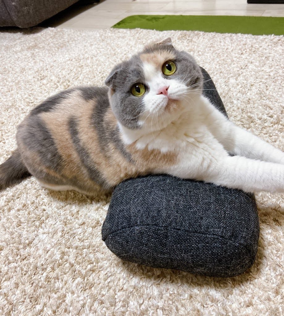 una1535's tweet photo. くりくりおめめの写真 https://t.co/UvO3CV3yhw