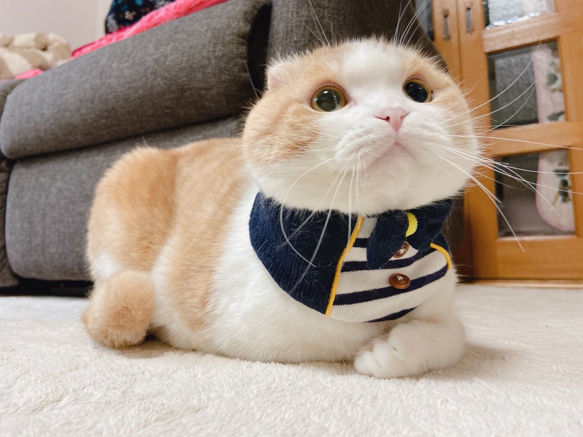 una1535's tweet photo. くりくりおめめの写真 https://t.co/UvO3CV3yhw