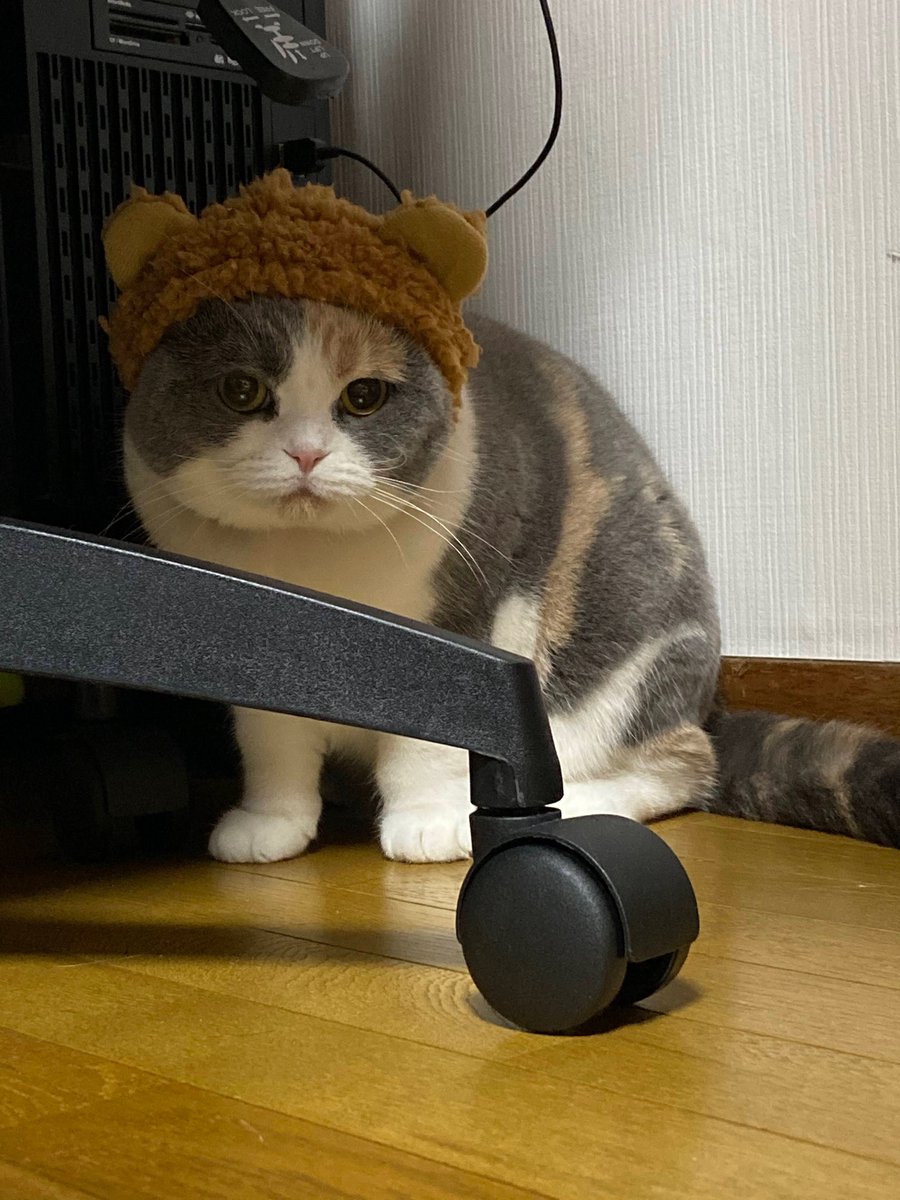 una1535's tweet photo. くりくりおめめの写真 https://t.co/UvO3CV3yhw