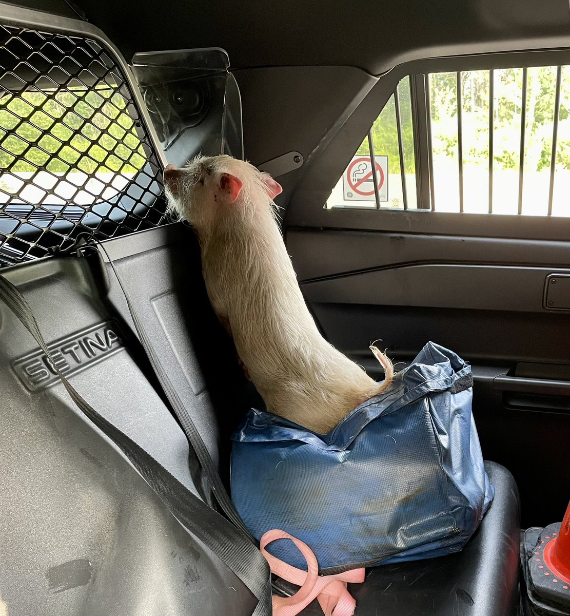 OPP_ER's tweet photo. Not just hogwash - this morning on #Hwy401 by #Maitland, #GrenvilleOPP officers went into rescue mode to save this little guy before a ham-bulance was needed…
He couldn’t say where he came from, must have ham-nesia.
Gave him a piggyback ride to the office while we find home. ^dh https://t.co/GEEAPG4HdL