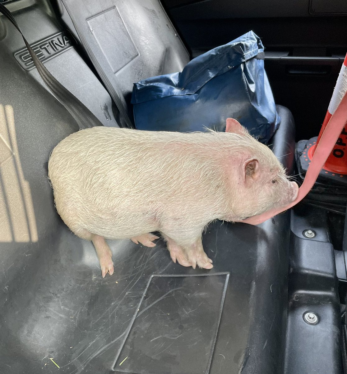 OPP_ER's tweet photo. Not just hogwash - this morning on #Hwy401 by #Maitland, #GrenvilleOPP officers went into rescue mode to save this little guy before a ham-bulance was needed…
He couldn’t say where he came from, must have ham-nesia.
Gave him a piggyback ride to the office while we find home. ^dh https://t.co/GEEAPG4HdL