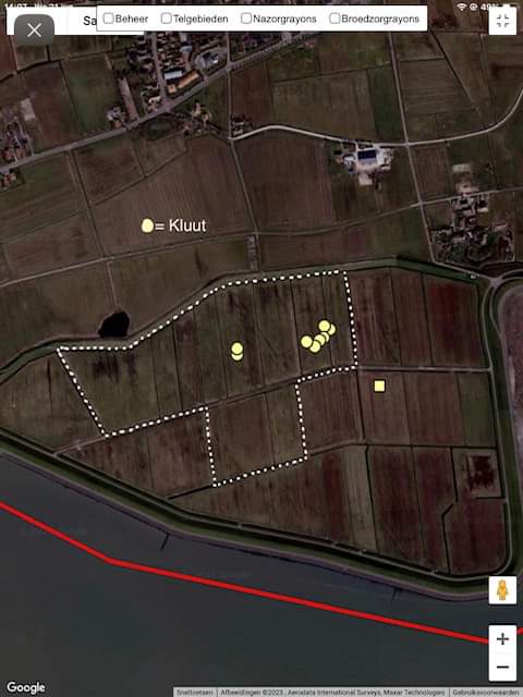 Dit weidevogelseizoen mooie resultaten behaald in de Strieper polder (binnen stippellijn onze percelen) We zijn zelfs vereerd met broedende kluten! Totaal op #Terschelling een gruttotoename van maar liefst 52%