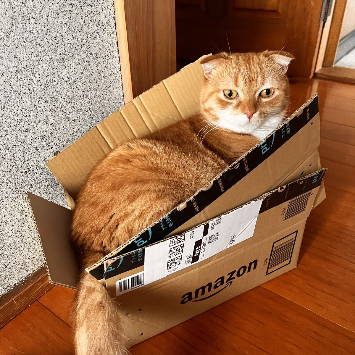 jrd0725's tweet photo. #猫のいる暮らし https://t.co/vsBGY9aCf0