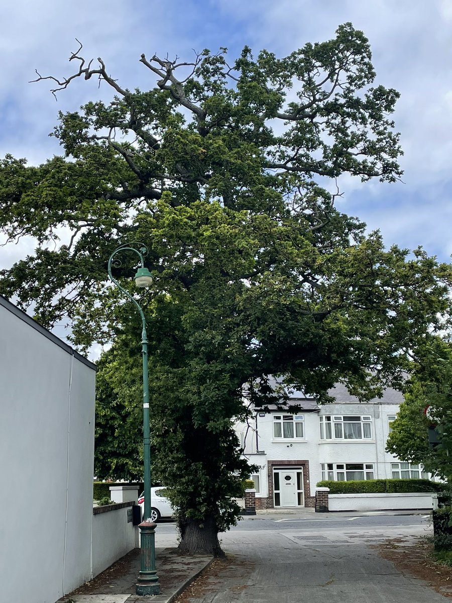 padearls's tweet image. Noble Street Oak. Assimilated into urban environs effortlessly. Prob existed well before this street. 

Slow growers and sensitive trees. But should be given more of a chance in urban planting, supporting 284 insect species.  Good for 🐦 🐝