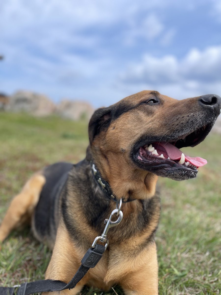 splanko's tweet image. Ruby loved her adventure to #Neverland #happydoggo