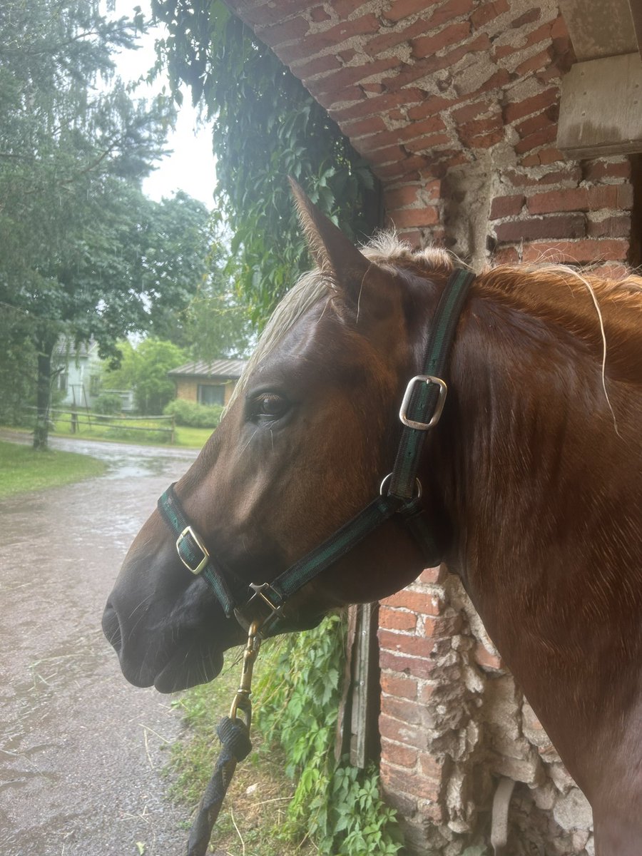 Suomenhevoskasvatus on kiehtovaa. Miten voi pieni ❤️B. Arvo❤️muistuttaa niin paljon sukuaan😍 Katse tulevaisuudessa. #ravit #suomenhevoset