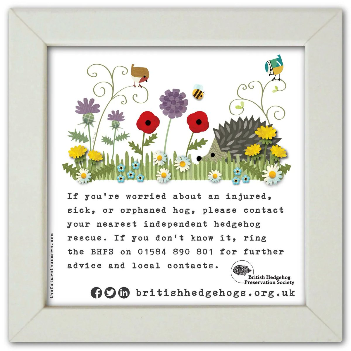 hedgehogsociety's tweet image. Help #hedgehogs with a simple click! 
Share this fabulous infographic designed for us by @TFIU 🦔

#SundayShare