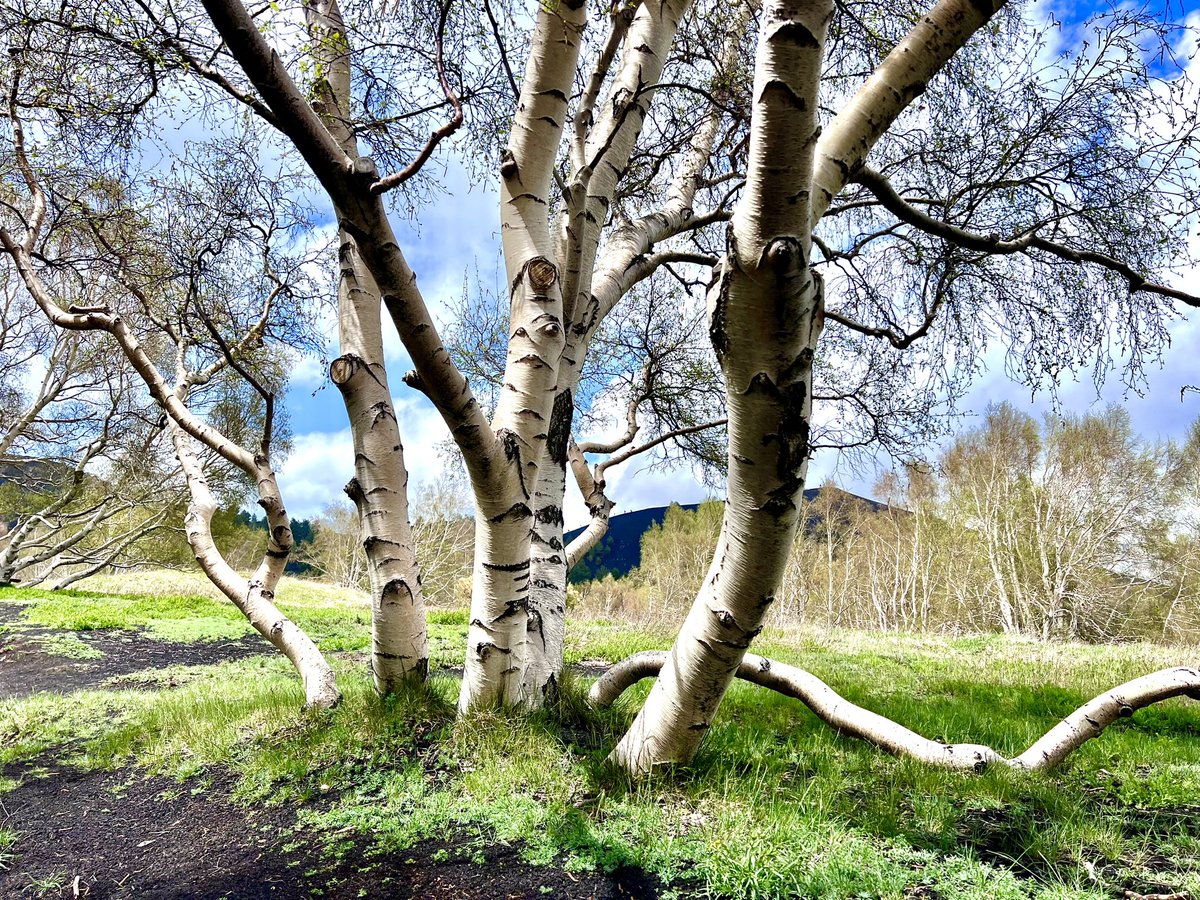 HumanityLucid's tweet photo. Passing this one along today:

"No tree, it is said, can grow to heaven unless its roots reach down to hell."
- Carl Jung https://t.co/LfhOl6wAG1