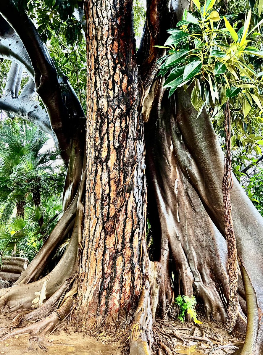 HumanityLucid's tweet photo. Passing this one along today:

"No tree, it is said, can grow to heaven unless its roots reach down to hell."
- Carl Jung https://t.co/LfhOl6wAG1